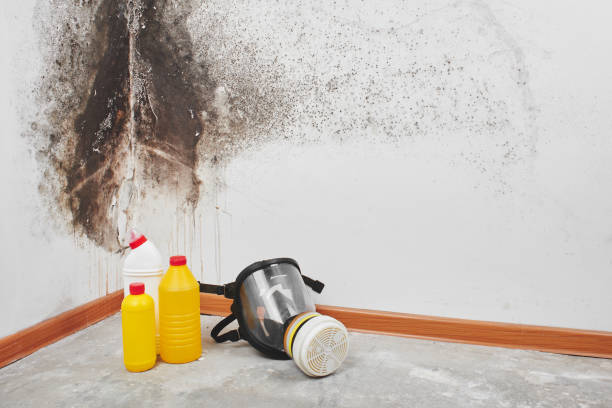 Best Toxic Mold Removal  in Hayti, MO