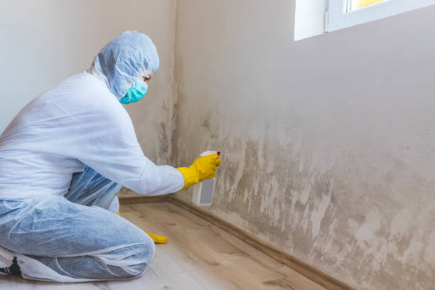 Mold Removal Process in Hayti, MO