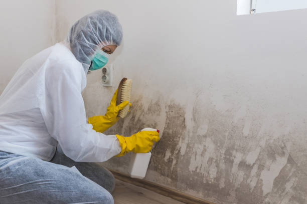 Professional Mold Removal in Hayti, MO