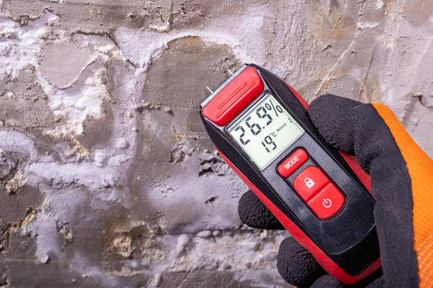 Best Black Mold Removal  in Hayti, MO