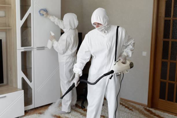 Best Mold Removal Process  in Hayti, MO