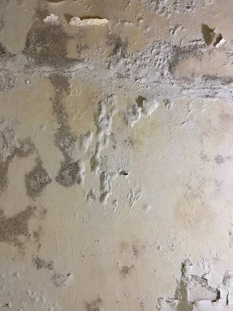 Best Mold Testing and Removal  in Hayti, MO