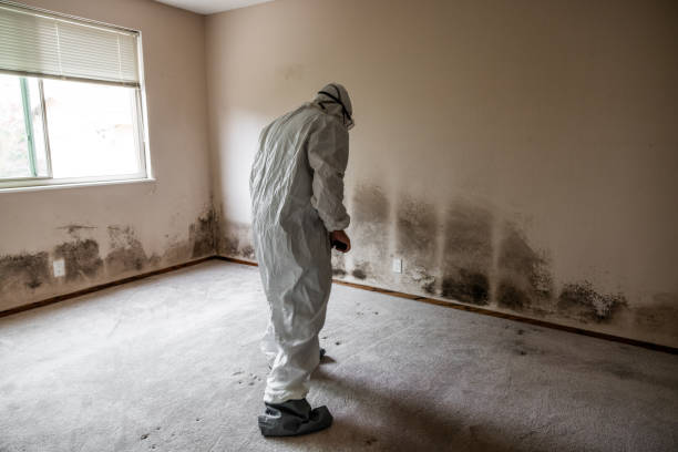 Best Residential Mold Removal  in Hayti, MO