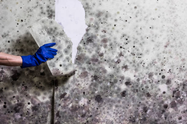 Best Professional Mold Removal  in Hayti, MO